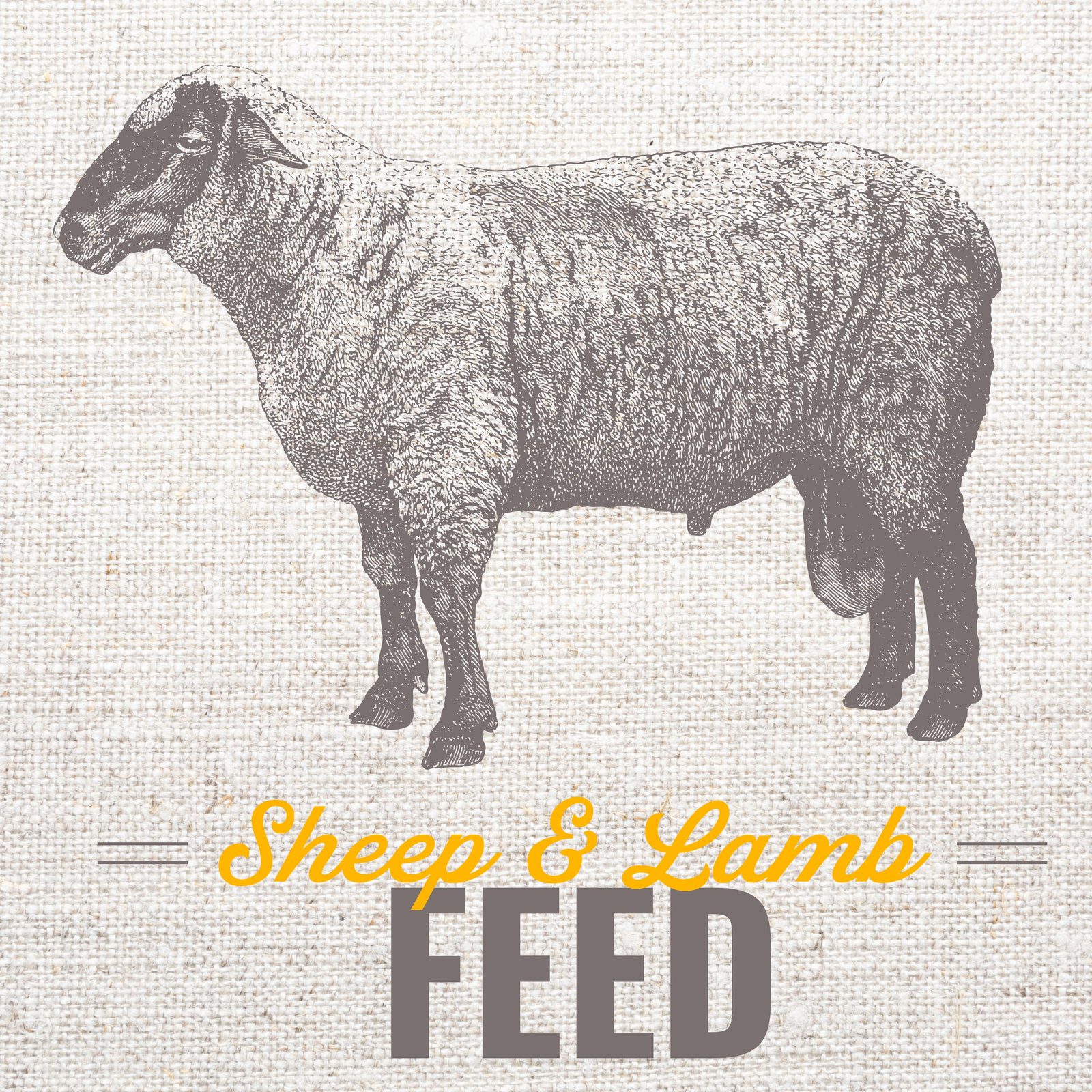 Sheep and Lamb Feed by Leland Mills